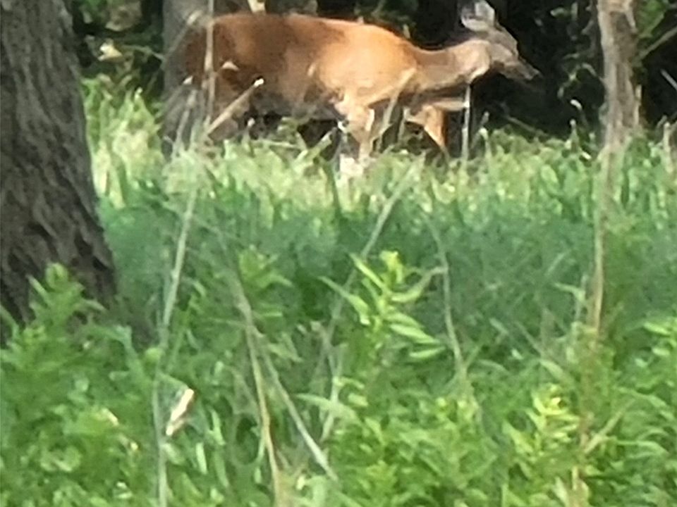 1st image of 1478 Creek Crossing Trl