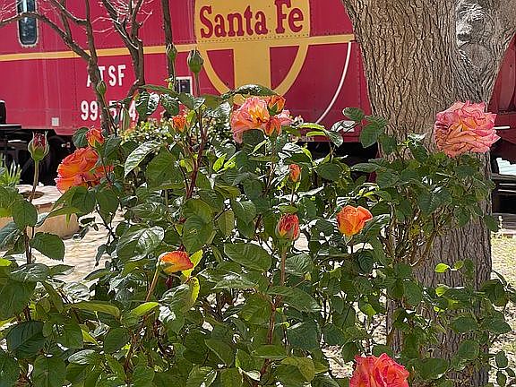 Roses