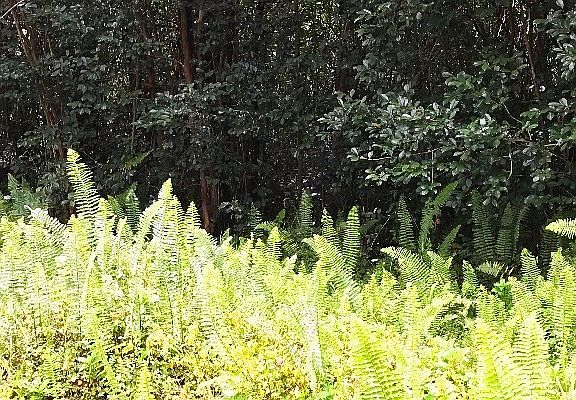 2nd image of 28th Ave Lot 620