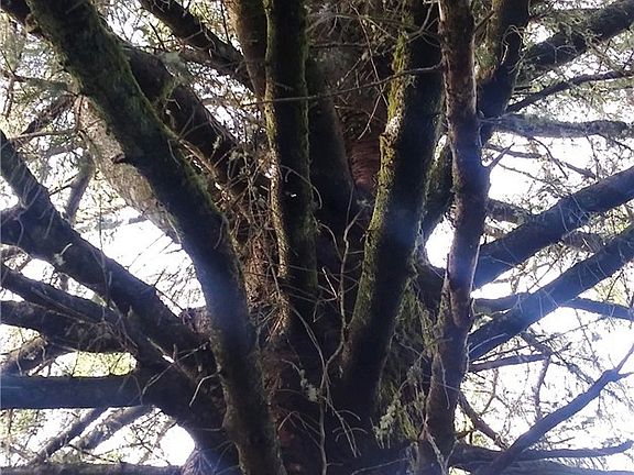 4th image of 260 Wishkah Ave
