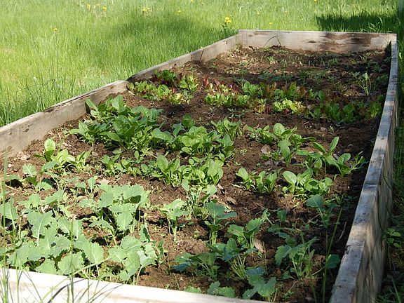 Grow Box Garden