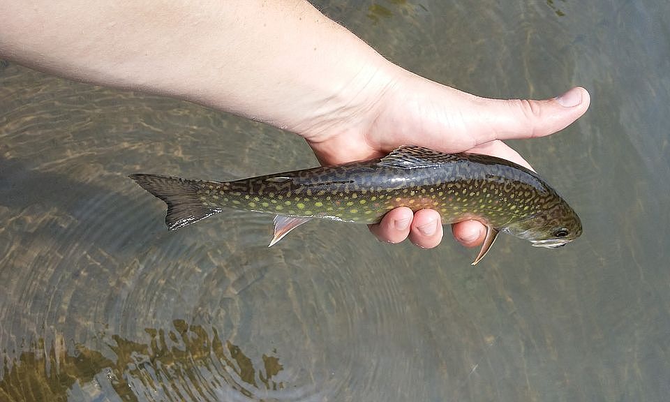 Local Catskill Jewel 