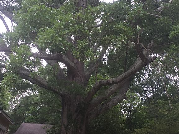 Beautiful tree in the back 