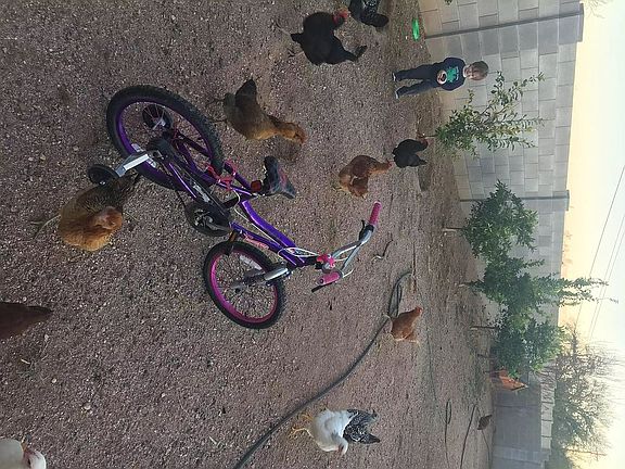 Perfect space for chicken 