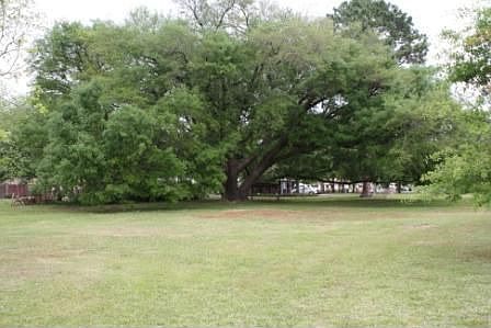 huge live oak on property