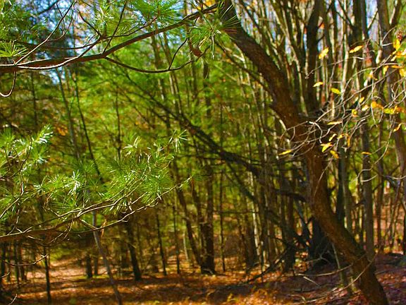5th image of Canterbury Woods Rd