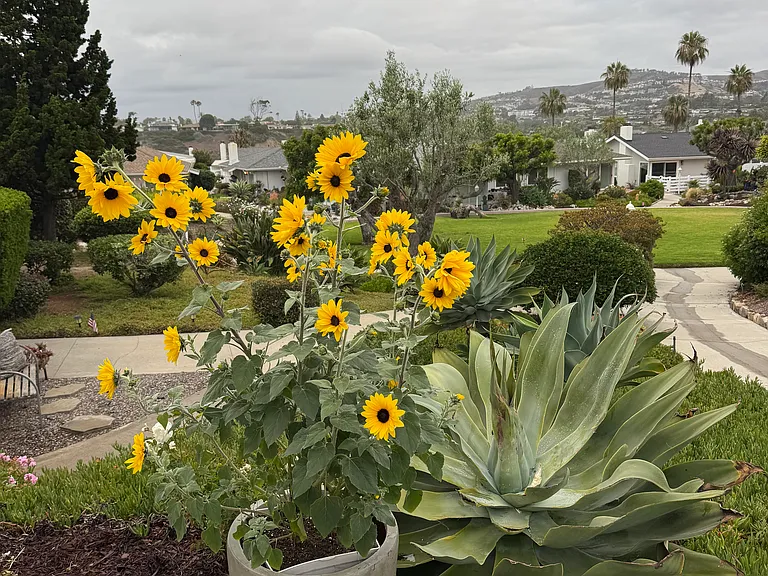 157 Camino San Clemente — Photo 27