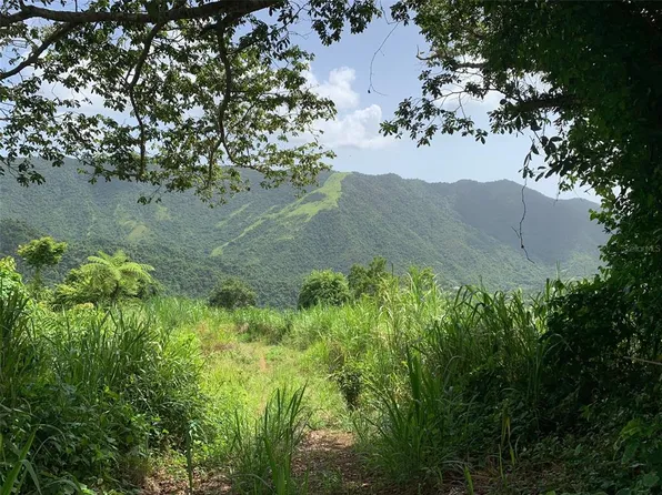 Jajome Alto Casilla Del Gobernador, Cayey, PR 00736