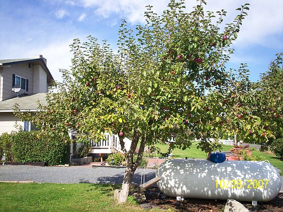 Apple tree