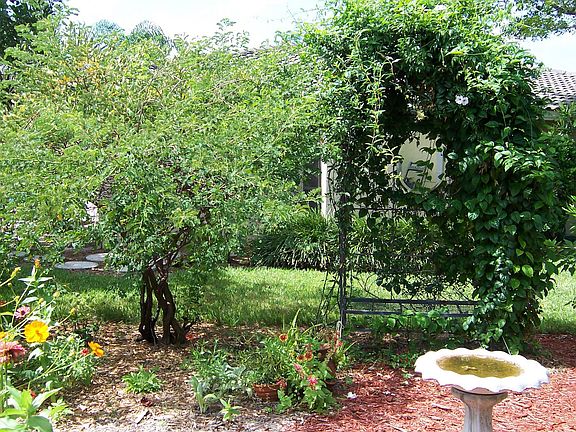 Butterfly Garden