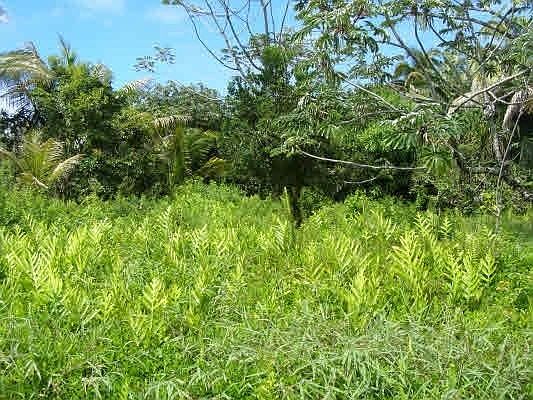 1st image of Wahi Heiau Lot 69