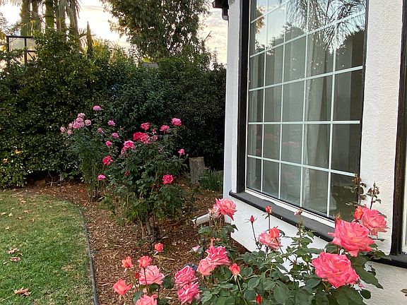 Rose garden out front
