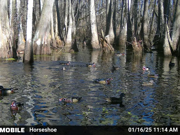 0 Quofaloma Rd, Tchula, MS 39169