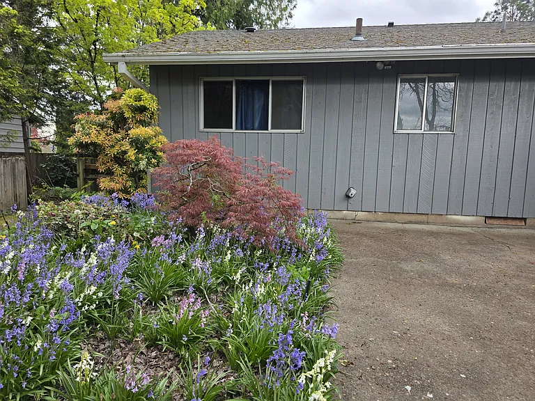 back yard