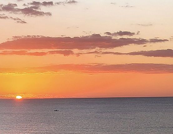 View of Dolphins playing