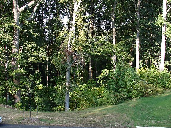 Balcony - Summer View