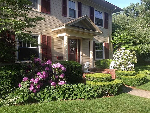 Rhododendrons in bloom