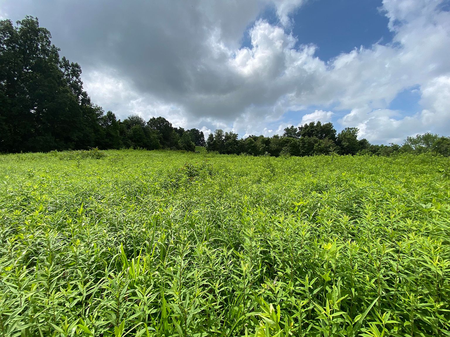 Dividing Ridge Rd, Speedwell, TN 37870 | Zillow