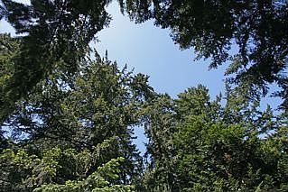 Tall trees