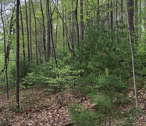3rd image of 0 Teaberry Rd