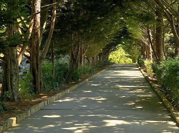 Tree-Lined Drive