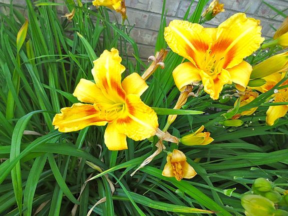 Front yard day lilies