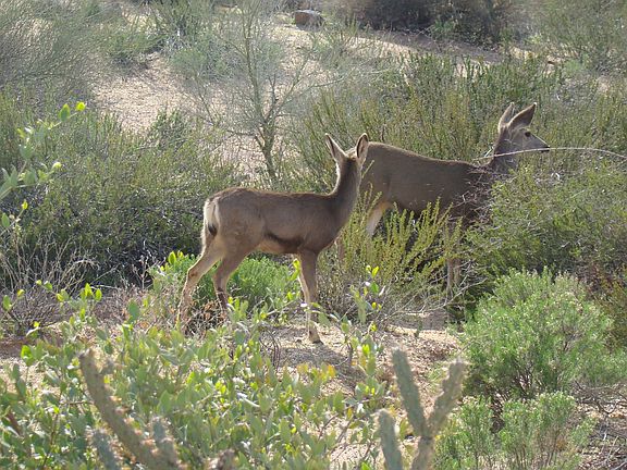 4th image of 10674 E Honey Mesquite Dr