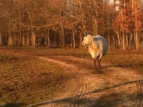 1165 Wood Hill Rd, Jackson, TN 38305