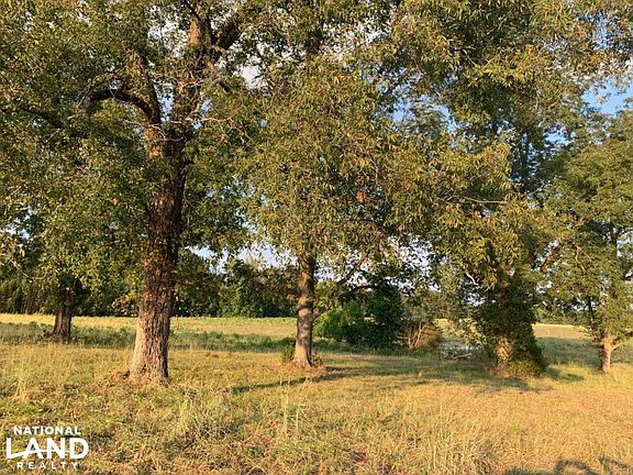 Mature Pecan Grove Near West Property Boundary on Clark County, MS (Quitman) +/-54.6 Acre Property