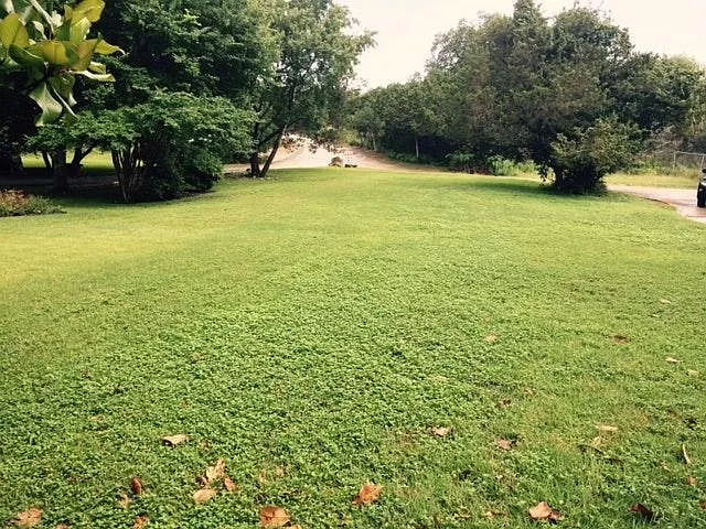 Front yard VIEW looking up the 300 ft winding drive to prope