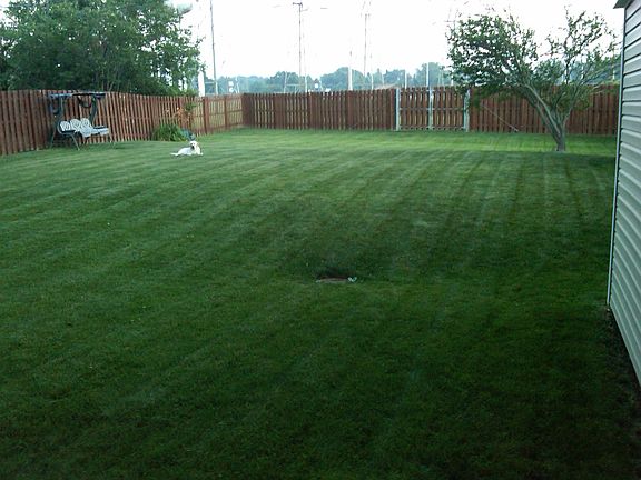 Back Yard (Summer)