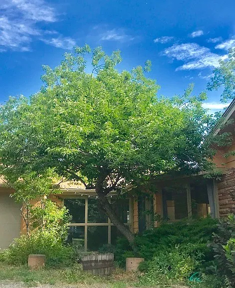 1515-1525 Kalmia — Photo 1
