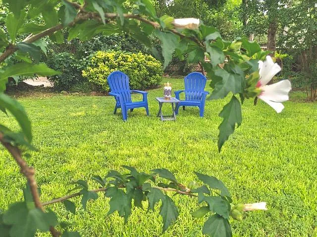 garden view of yard chairs framed by rose of sharon