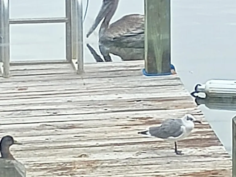 Keeping fresh water brings a wildlife happy hour.