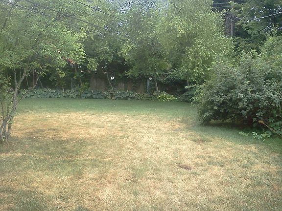 Rear yard-recent drought