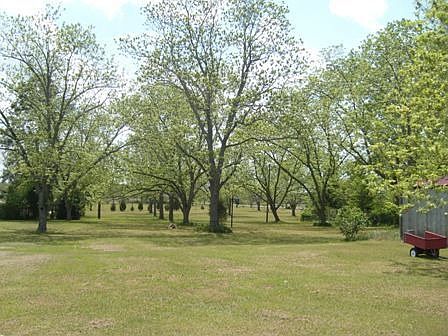 Pecan Orchard