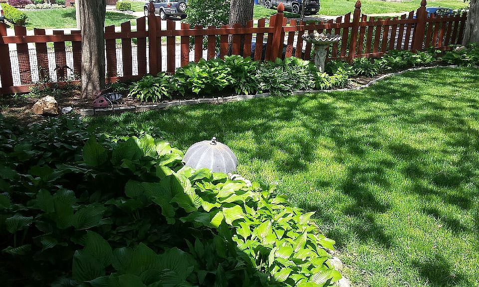 back yard