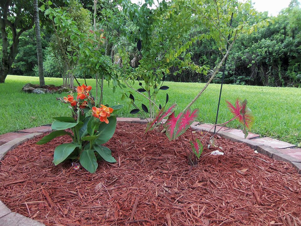 Landscaped Back yard