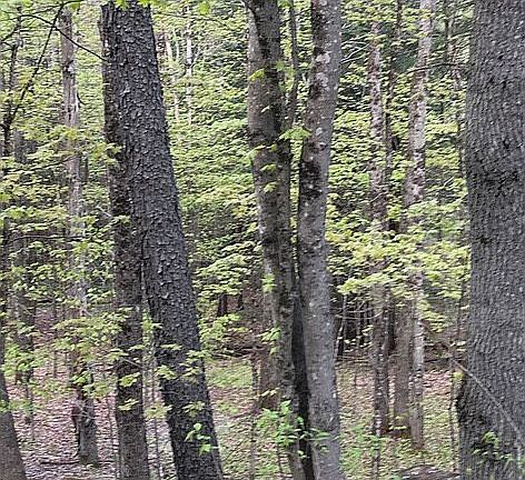 May - view towards stream