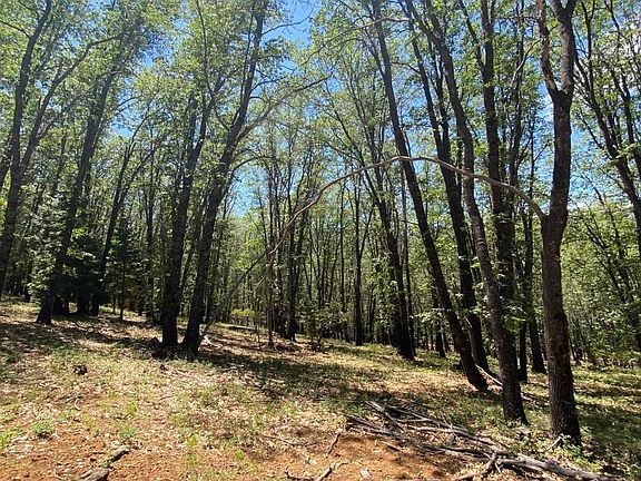 4th image of 4C Columbine Rd
