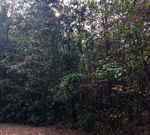 5th image of 0 Blue Grass Ln