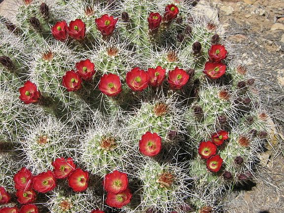 Barrel cactus in spring