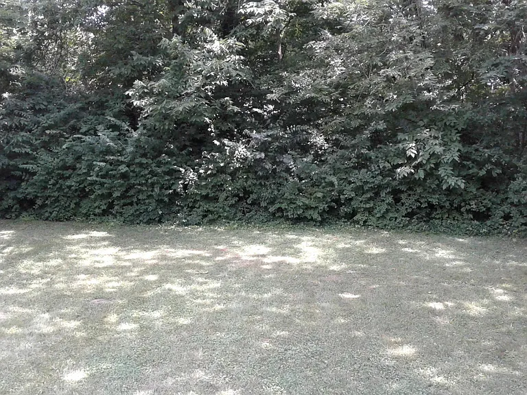 Back yard