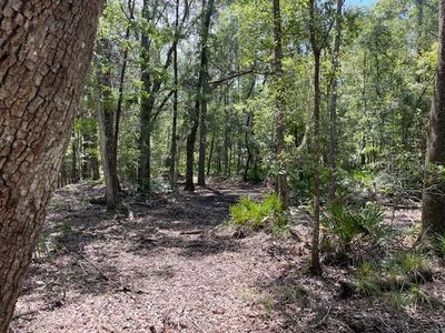 Pine Tree Ln LOT 15, Melrose, FL, 32666