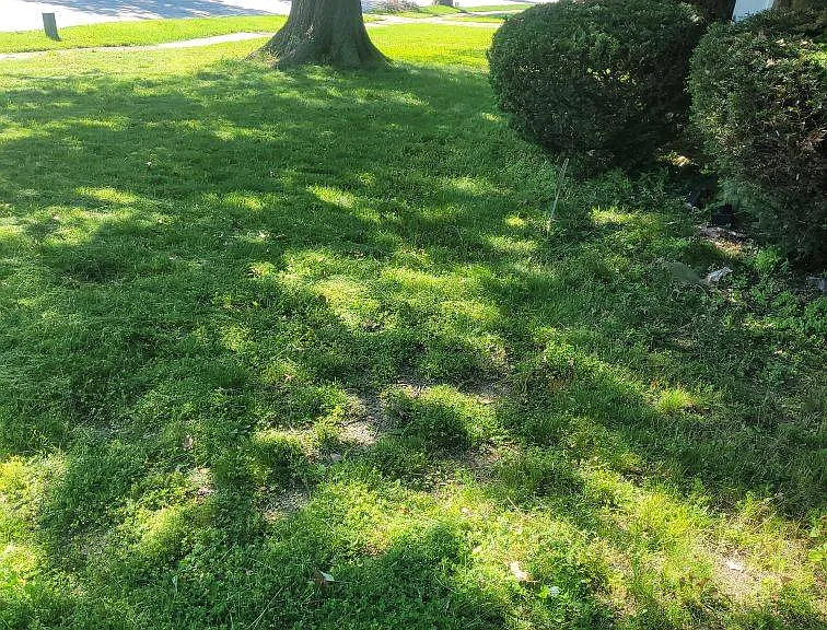 Front Yard