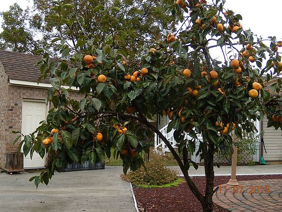 fruit trees