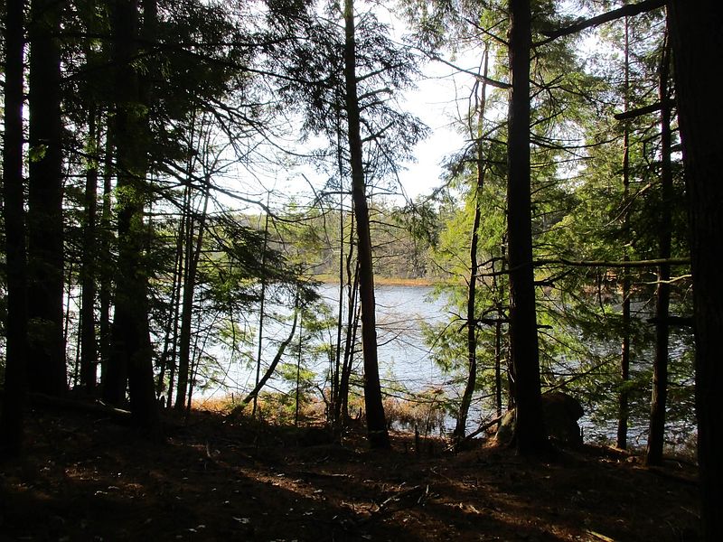 2nd image of FOREST LAKE Road