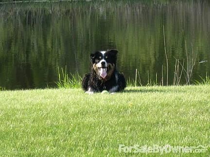 Back yard from the pond