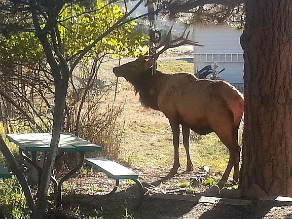 Elk outside of kitchen