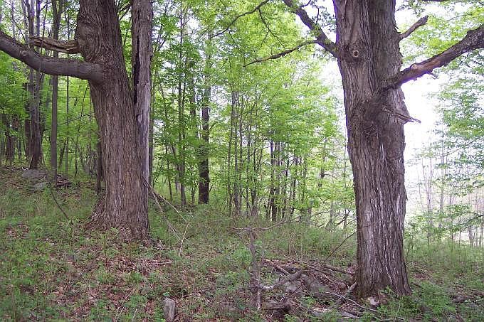 2nd image of Lester Rd